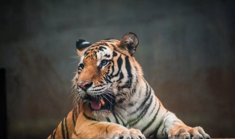 教程丨少儿美术课程《顽皮的老虎》