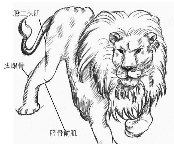 零基础动漫教程：分步骤讲解狮子动漫画法，简单易学，一起来临摹