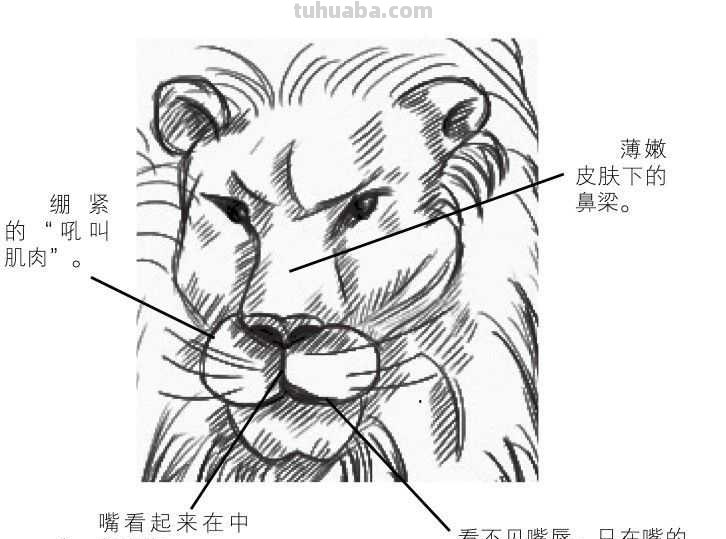 零基础动漫教程：分步骤讲解狮子动漫画法，简单易学，一起来临摹