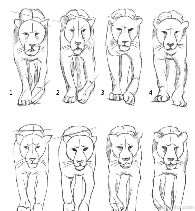 零基础动漫教程：分步骤讲解狮子动漫画法，简单易学，一起来临摹