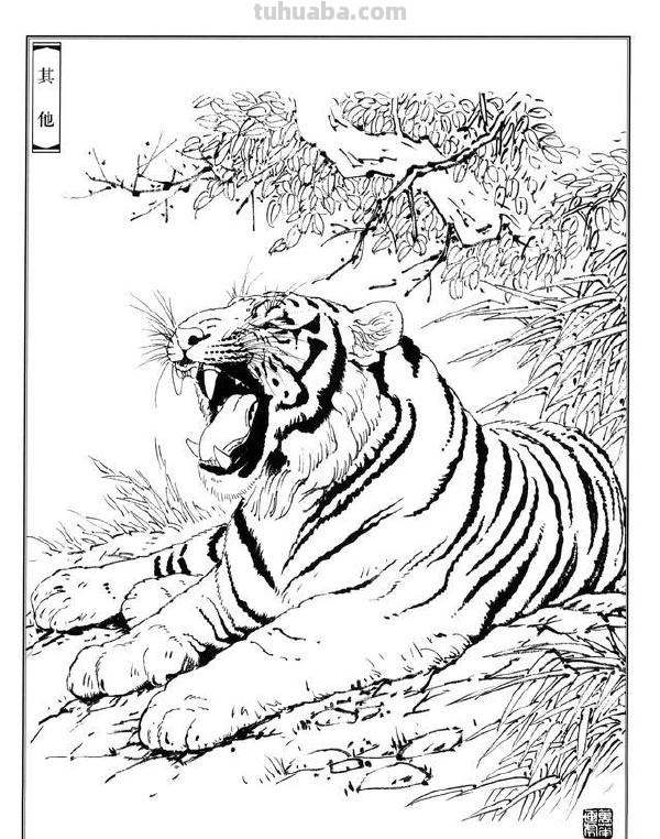 画老虎得注意了