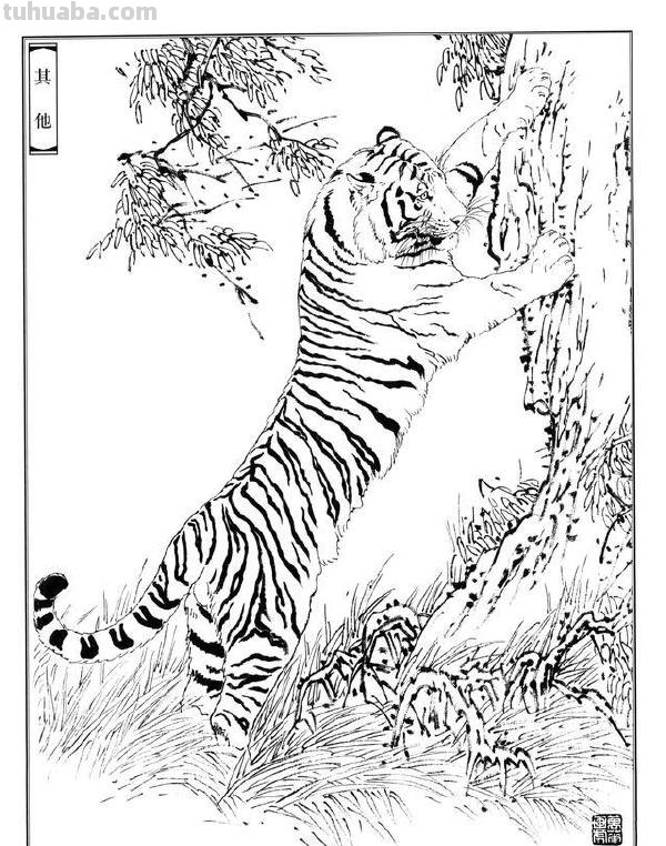 画老虎得注意了