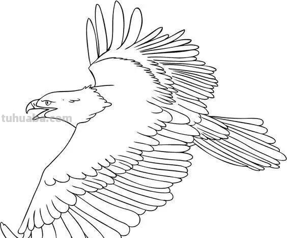 老鹰简笔画高清线稿资料，教孩子一起画
