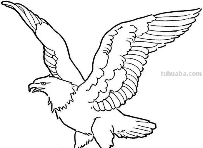 老鹰简笔画高清线稿资料，教孩子一起画