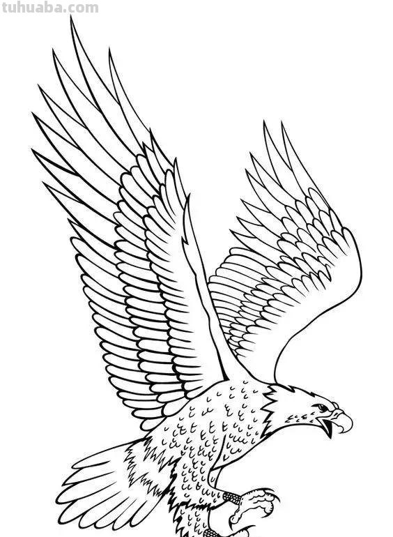 老鹰简笔画高清线稿资料，教孩子一起画