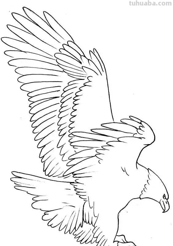 老鹰简笔画高清线稿资料，教孩子一起画