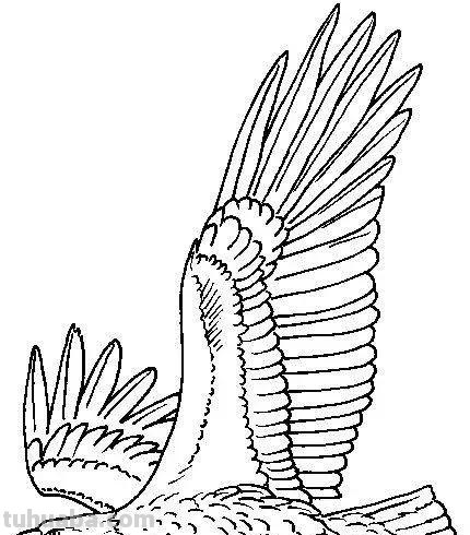 老鹰简笔画高清线稿资料，教孩子一起画