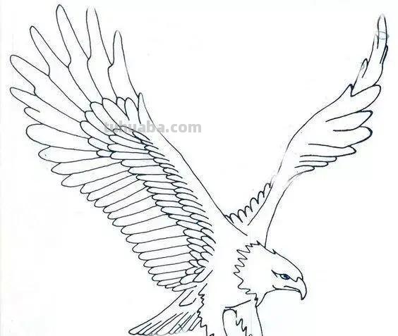 老鹰简笔画高清线稿资料，教孩子一起画