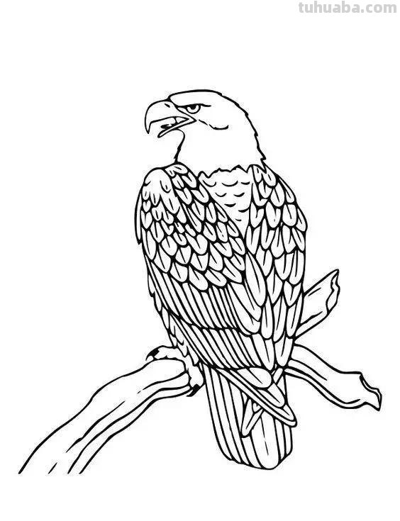 老鹰简笔画高清线稿资料，教孩子一起画