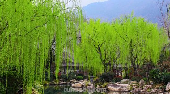 怎么画柳树简笔画