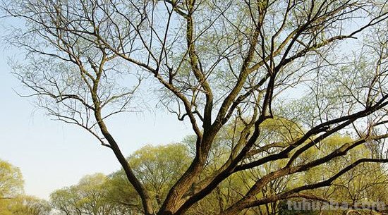 怎么画柳树简笔画