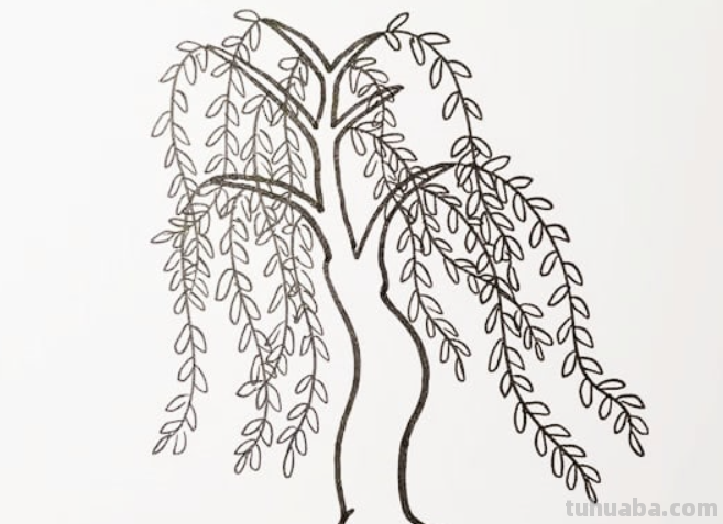 柳树的简笔画怎么画