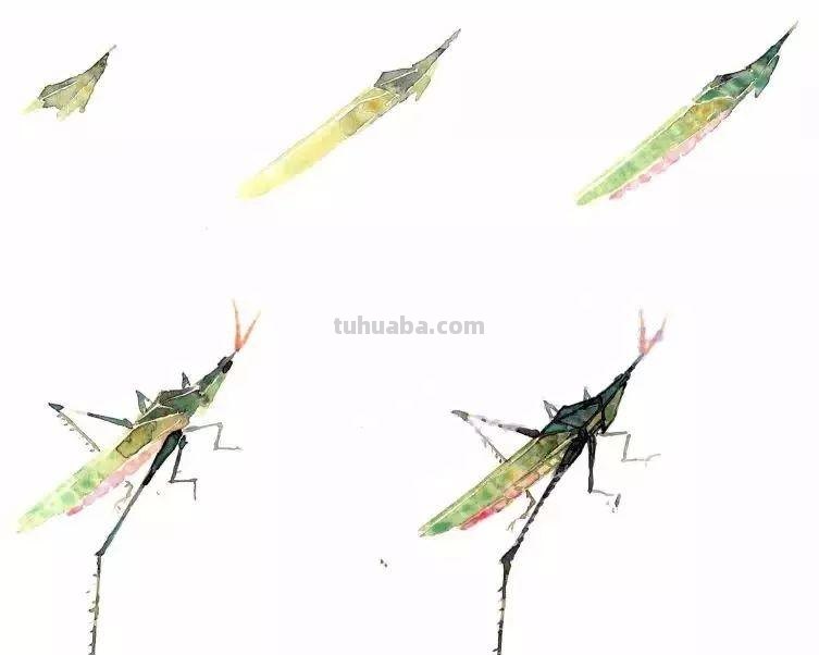 图文教程：没骨昆虫画法步骤