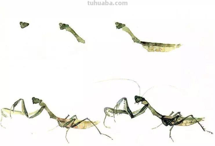 图文教程：没骨昆虫画法步骤