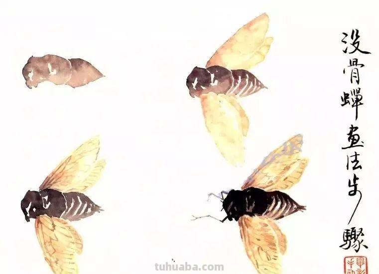 图文教程：没骨昆虫画法步骤