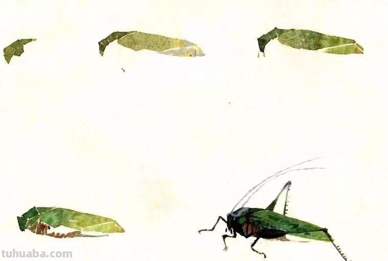 图文教程：没骨昆虫画法步骤