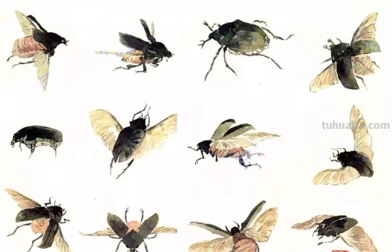 图文教程：没骨昆虫画法步骤