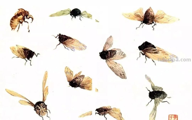 图文教程：没骨昆虫画法步骤