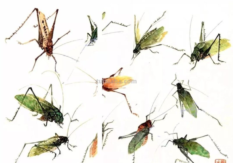 图文教程：没骨昆虫画法步骤