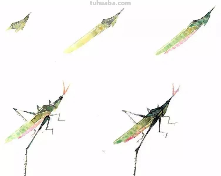 没骨昆虫画法步骤，超详细，你值得拥有！