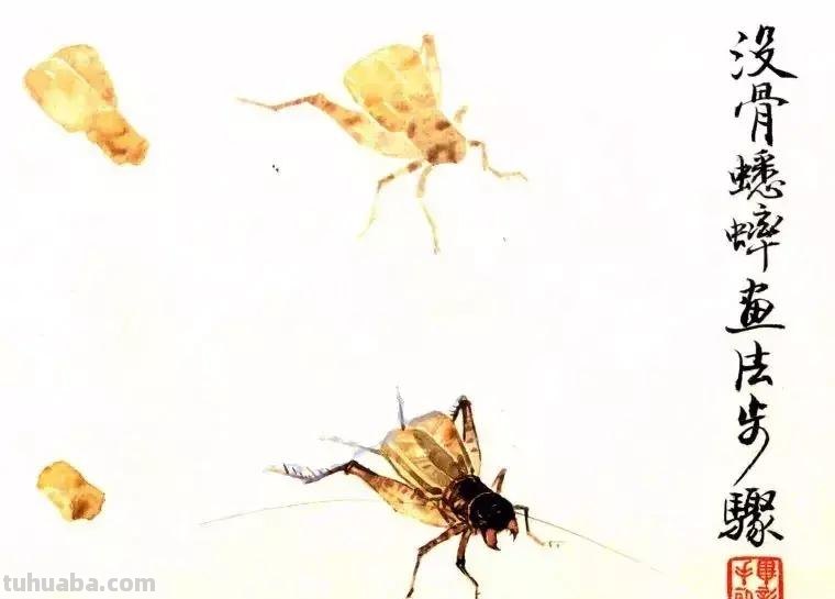 没骨昆虫画法步骤，超详细，你值得拥有！