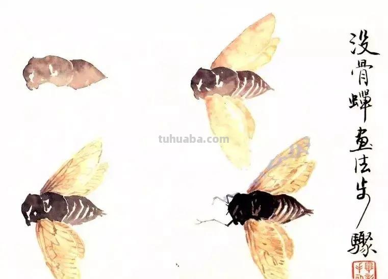 没骨昆虫画法步骤，超详细，你值得拥有！