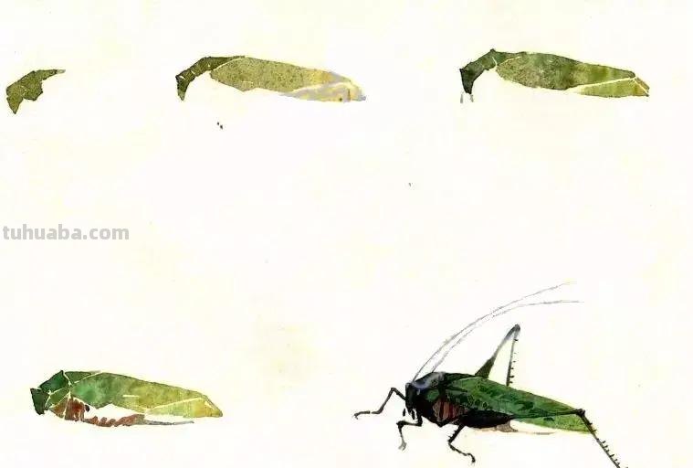 没骨昆虫画法步骤，超详细，你值得拥有！