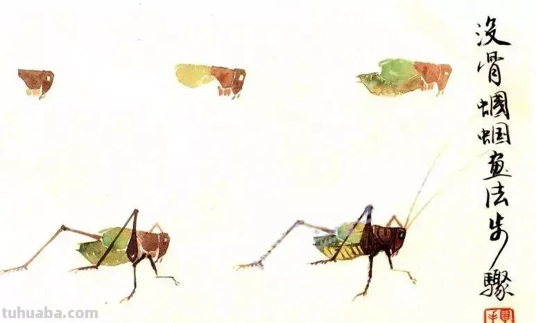 没骨昆虫画法步骤，超详细，你值得拥有！