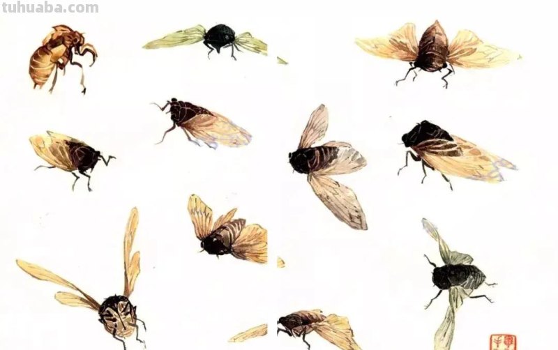 没骨昆虫画法步骤，超详细，你值得拥有！