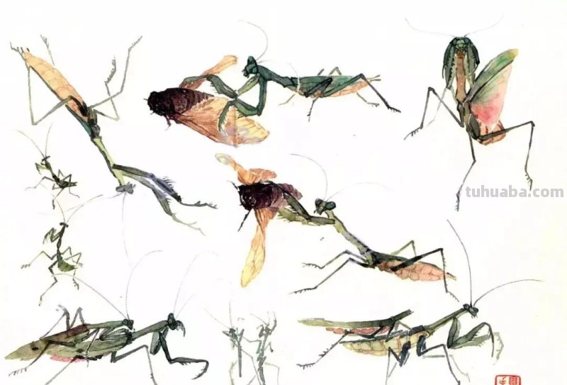 没骨昆虫画法步骤，超详细，你值得拥有！