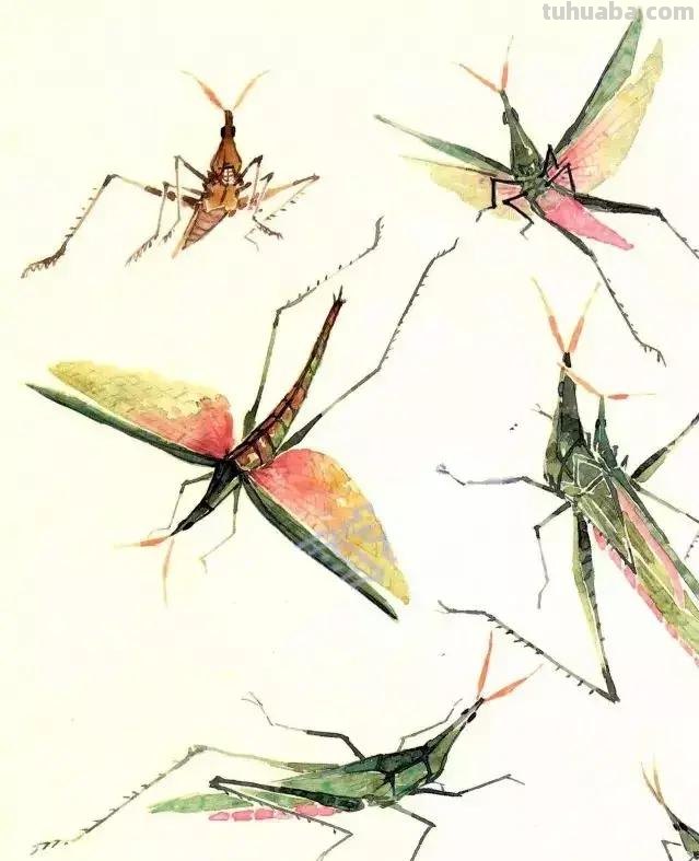 没骨昆虫画法步骤，超详细，你值得拥有！