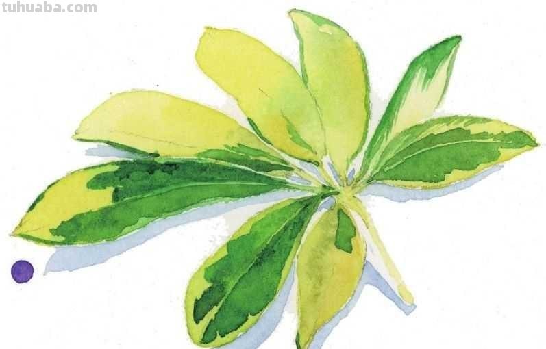 想要画好水彩画，一定要学会这些基础水彩绘画方法，简单易学！