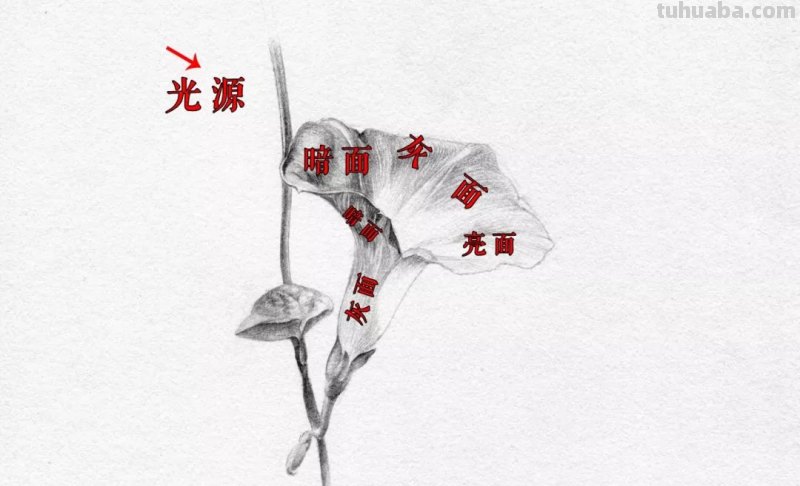 画画教程，只用1支铅笔，教你画一幅素描花卉