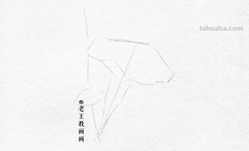 画画教程，只用1支铅笔，教你画一幅素描花卉