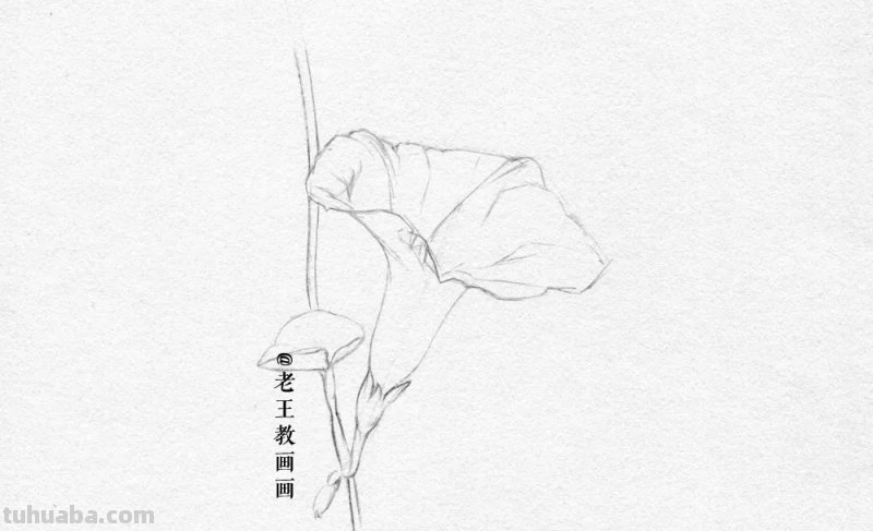 画画教程，只用1支铅笔，教你画一幅素描花卉
