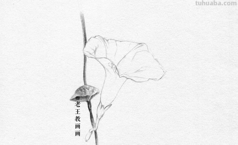 画画教程，只用1支铅笔，教你画一幅素描花卉