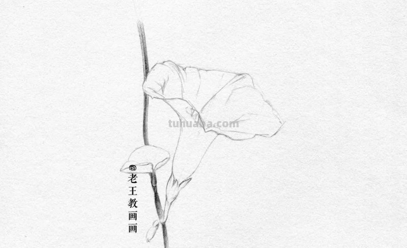 画画教程，只用1支铅笔，教你画一幅素描花卉