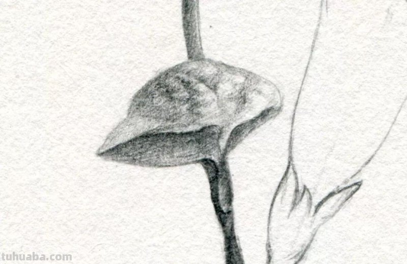 画画教程，只用1支铅笔，教你画一幅素描花卉