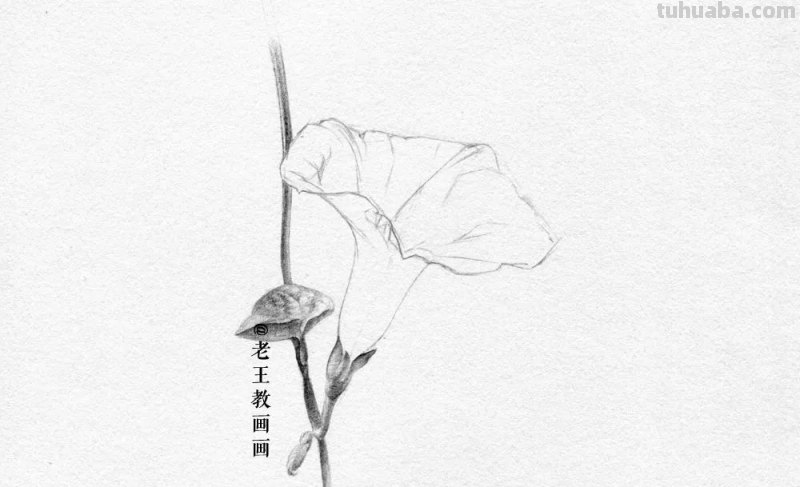 画画教程，只用1支铅笔，教你画一幅素描花卉