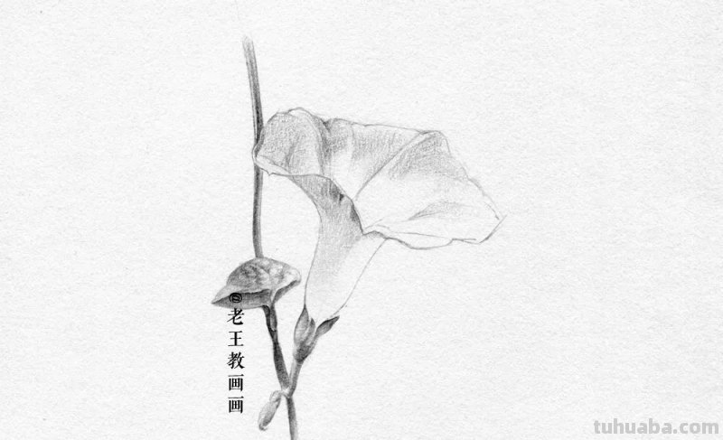 画画教程，只用1支铅笔，教你画一幅素描花卉