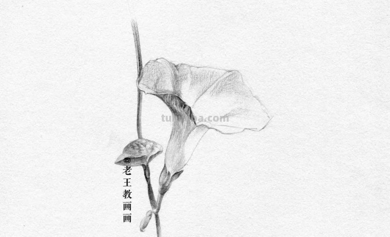 画画教程，只用1支铅笔，教你画一幅素描花卉
