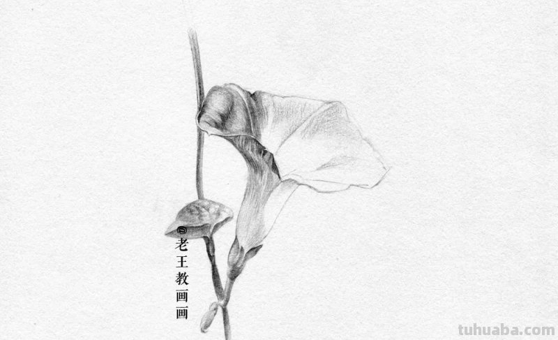 画画教程，只用1支铅笔，教你画一幅素描花卉