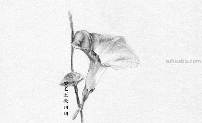 画画教程，只用1支铅笔，教你画一幅素描花卉