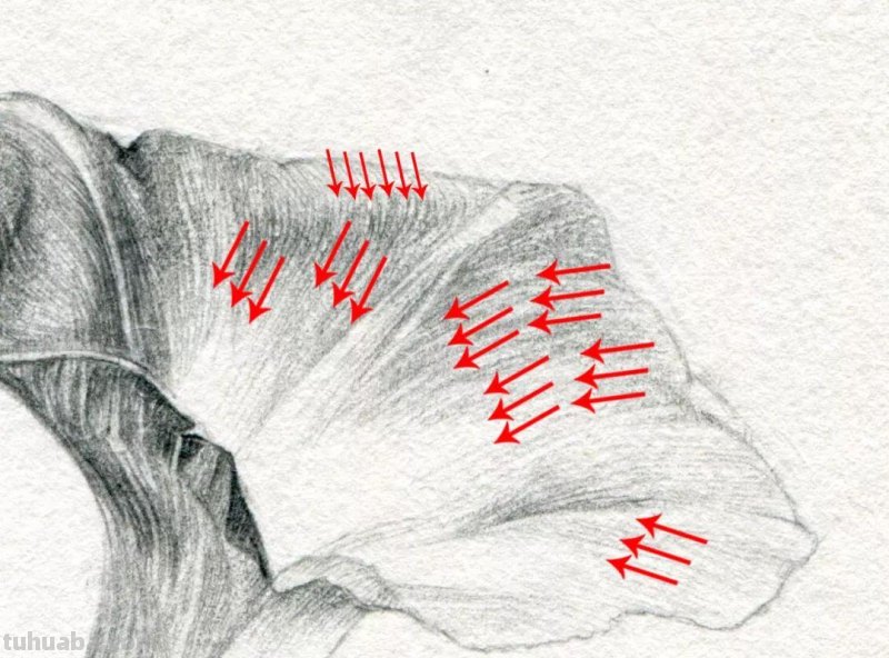 画画教程，只用1支铅笔，教你画一幅素描花卉
