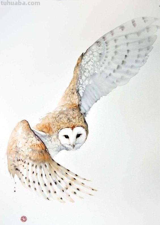 Artist Karl Martens 的30幅鸟类水彩插画~空灵的绘画风格