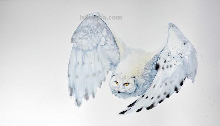 Artist Karl Martens 的30幅鸟类水彩插画~空灵的绘画风格