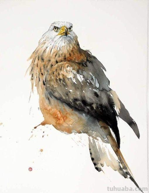 Artist Karl Martens 的30幅鸟类水彩插画~空灵的绘画风格