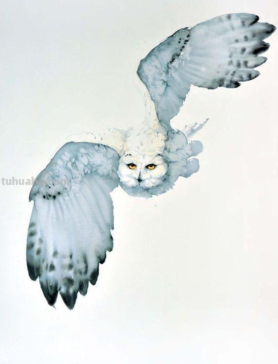 Artist Karl Martens 的30幅鸟类水彩插画~空灵的绘画风格