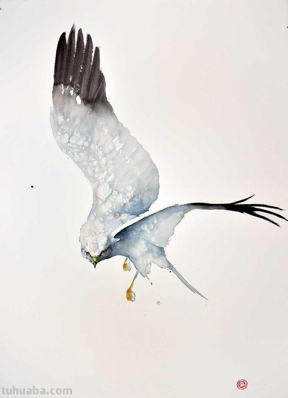 Artist Karl Martens 的30幅鸟类水彩插画~空灵的绘画风格