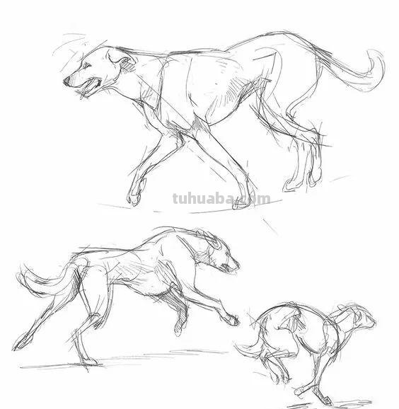 老王整理了一些动物速写资料，拿去临摹